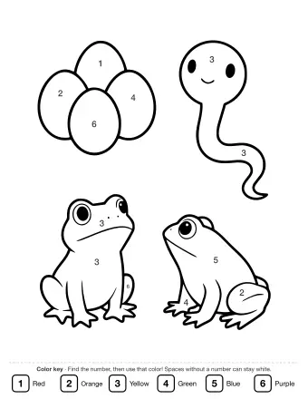 Four black-and-white line drawings arranged in a circle: a cluster of round frog eggs, a smiling tadpole with a long tail, a froglet with four legs and a shrinking tail, and an adult frog sitting upright.